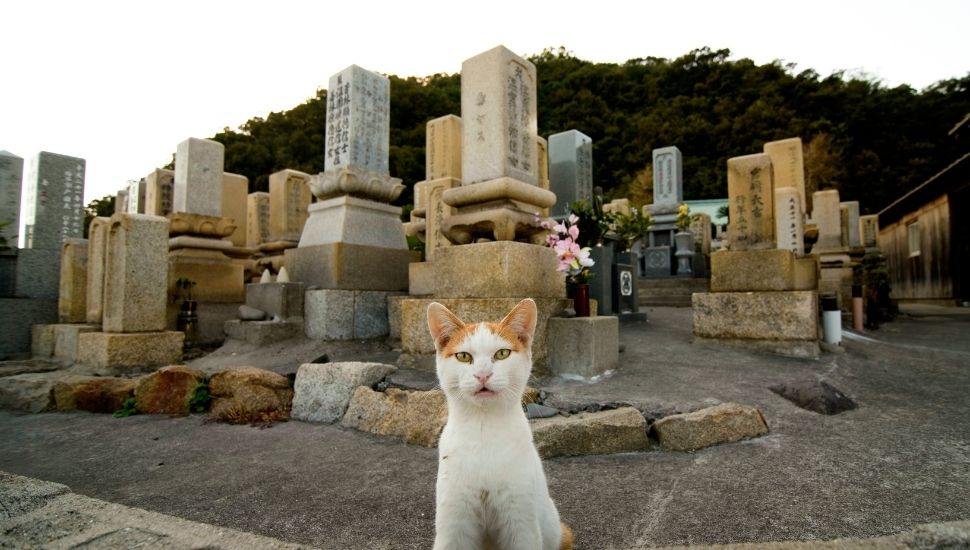 Cat Island Japan