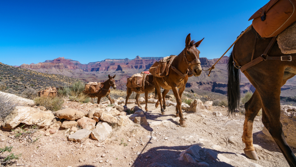 Mule rides in the Grand Canyon