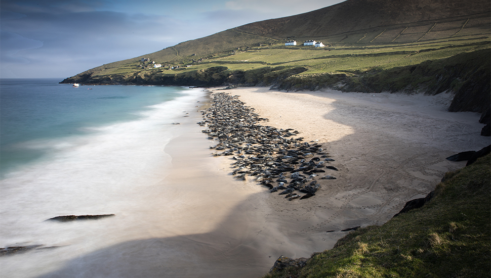 The natural wonders of Great Blasket Island