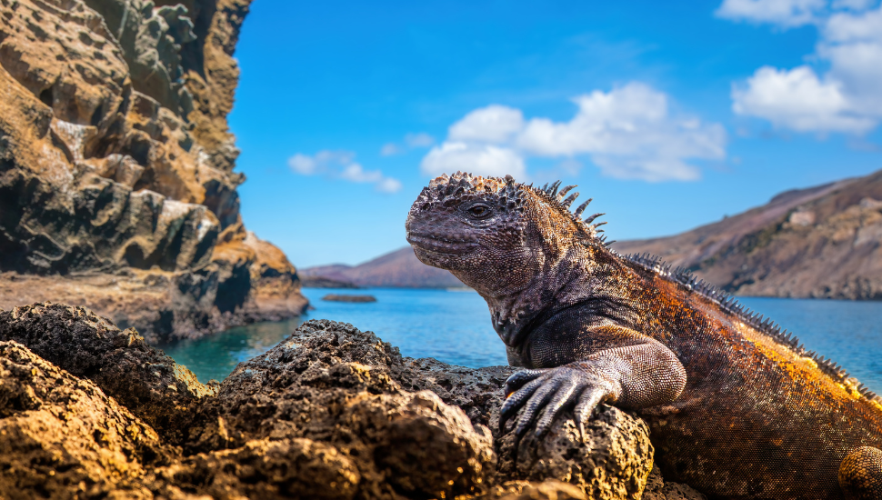 Cruise the Galapagos Islands