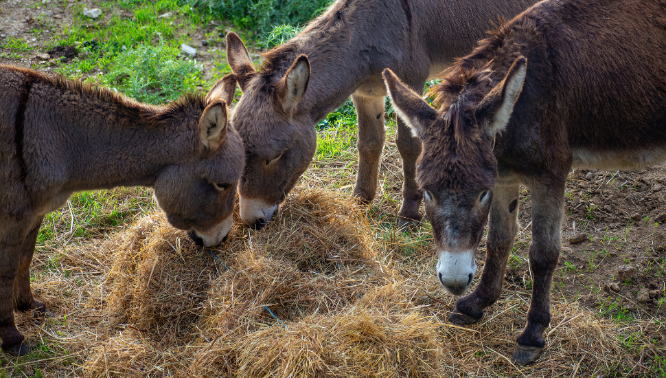 Donkeys at sanctuary in Corfu