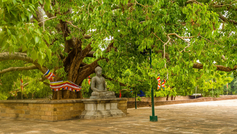 Bodhi tree in Anuradhapura, Sri Lanka