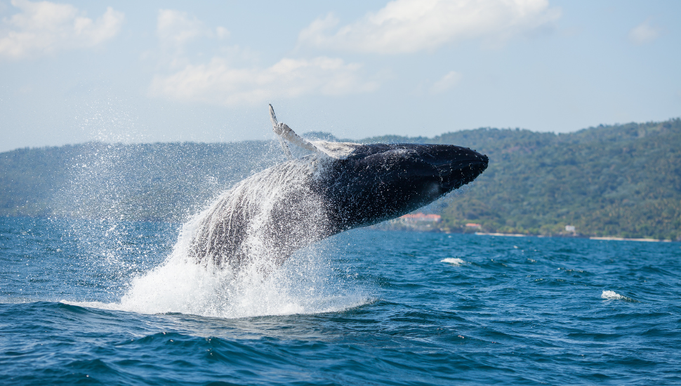 Humpback whale in the waters of Samana peninsula, Dominican Republic