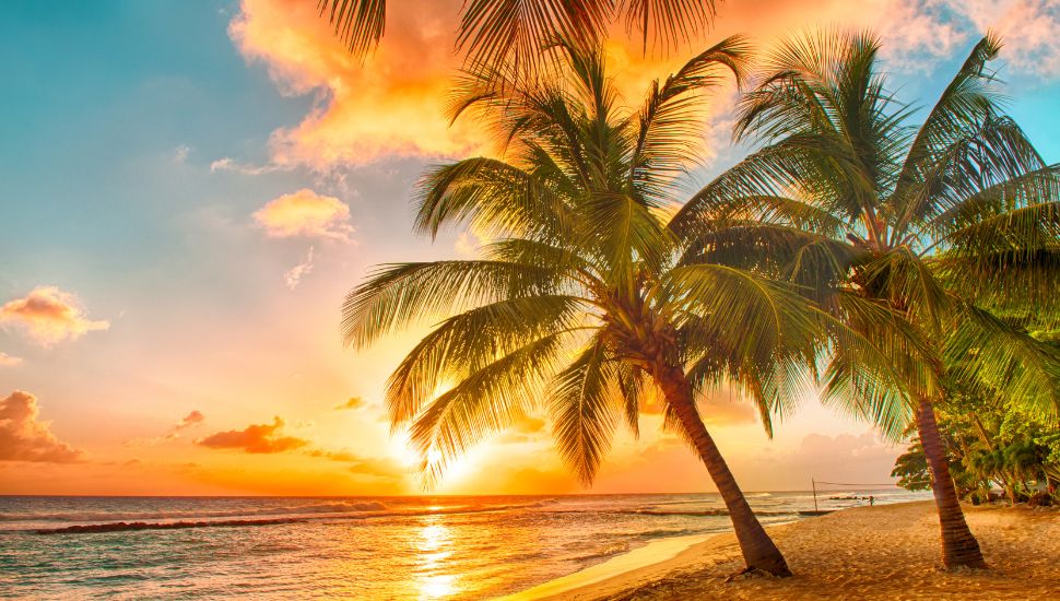 Palm tree fringed beach, Barbados