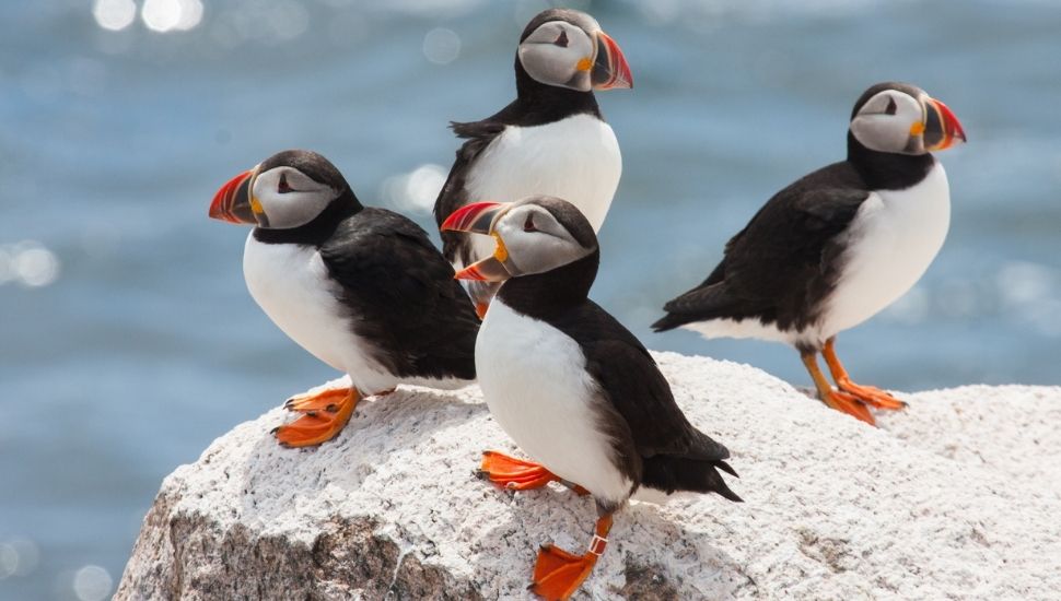 Puffins in Guernsey