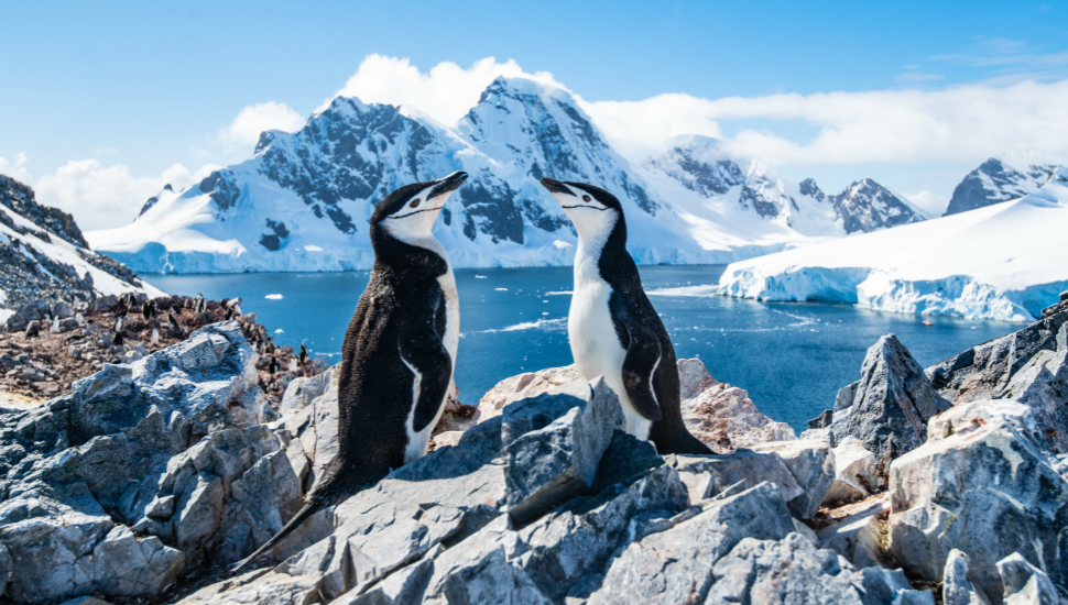 Penguins spotted on Antarctica Cruise