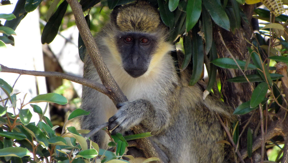 Monkey in tree in St Kitts