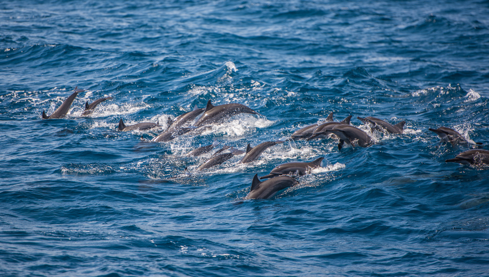 Dolphin watching in Sri Lanka