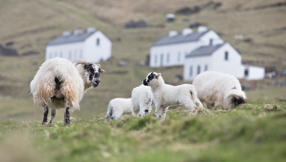 Sheep on Great Blasket Island