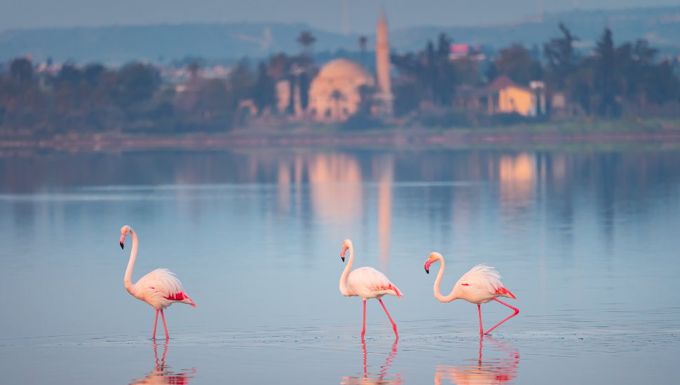 Flamingos on salt lake in Larnaca