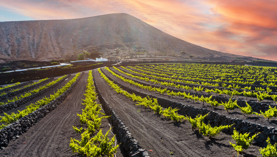 La Geria vineyards, Lanzarote, Canary Islands, Spain