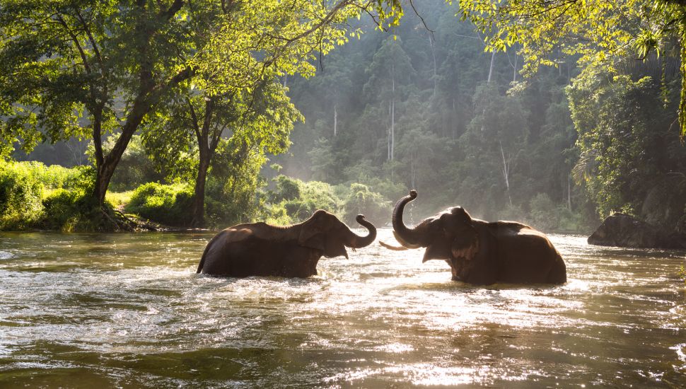 See Elephants in Their Natural Habitat: Here's Where | starttravel.co.uk