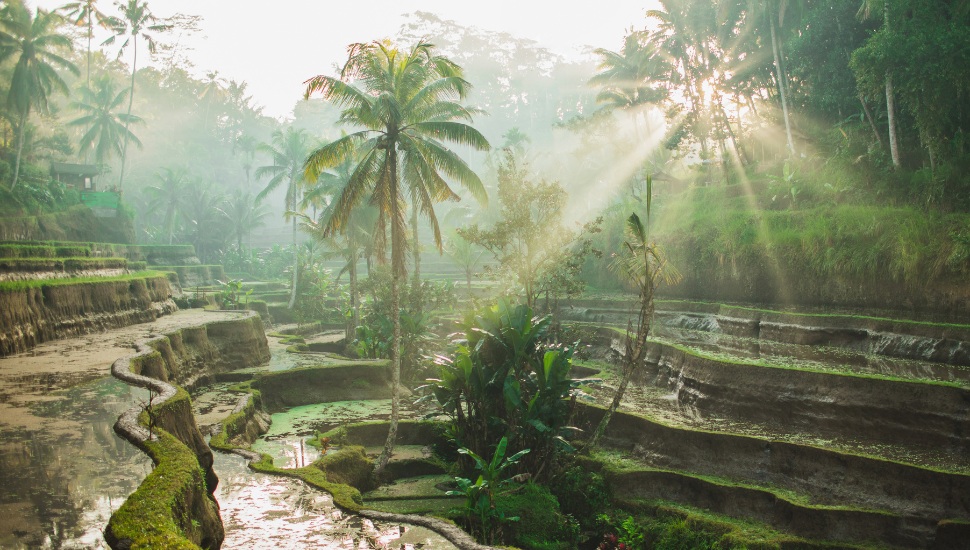 Tegalalang rice terraces, Bali