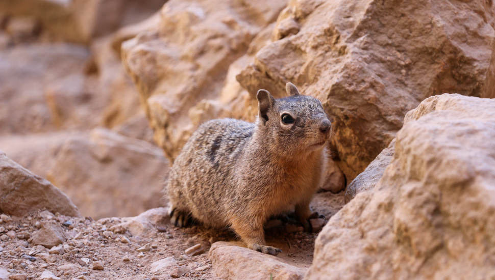 Rock Squirrel